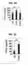 Fig. 25 - Composition for inducing proliferation or accumulation of regulatory T cells
