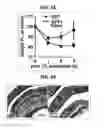 Fig. 30 - Composition for inducing proliferation or accumulation of regulatory T cells