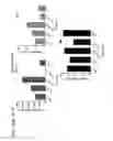 Fig. 51 - Probiotic compositions containing clostridiales for inhibiting inflammation