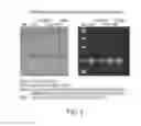 Fig. 03 - ICE-CLEAVED ALPHA-SYNUCLEIN AS A BIOMARKER