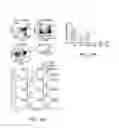 Fig. 05 - Enhancing progenitor cell numbers