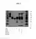 Fig. 04 - METHODS AND COMPOSITIONS FOR MODULATING FGF23 LEVELS