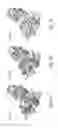 Fig. 06 - COMPOSITIONS AND METHODS FOR TREATING CHARCOT-MARIE-TOOTH DISEASES AND RELATED NEURONAL DISEASES