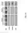 Fig. 38 - COMPOSITIONS AND METHODS FOR TREATING CHARCOT-MARIE-TOOTH DISEASES AND RELATED NEURONAL DISEASES