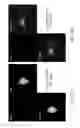 Fig. 42 - COMPOSITIONS AND METHODS FOR TREATING CHARCOT-MARIE-TOOTH DISEASES AND RELATED NEURONAL DISEASES