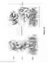 Fig. 06 - Compositions and methods for diagnosing, preventing and treating and infection