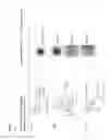 Fig. 08 - Synthetic antigen constructs against 
