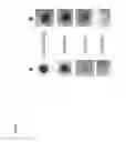 Fig. 09 - Synthetic antigen constructs against 