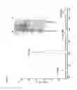 Fig. 12 - Synthetic antigen constructs against 