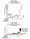 Fig. 22 - Vaccine Composition And Method Of Use