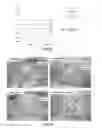 Fig. 06 - COMPOSITION FOR NEW BONE FORMATION, AND NEW BONE FORMATION SYSTEM