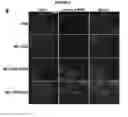 Fig. 09 - Carboxymethylcellulose-peptide conjugates and methods for using the same