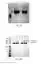 Fig. 04 - Polymeric alpha-hydroxy aldehyde and ketone reagents and conjugation method