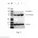 Fig. 06 - Polymeric alpha-hydroxy aldehyde and ketone reagents and conjugation method
