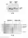 Fig. 06 - GENE THERAPY VECTOR FOR TREATMENT OF STEROID GLAUCOMA