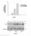 Fig. 09 - GENE THERAPY VECTOR FOR TREATMENT OF STEROID GLAUCOMA