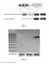 Fig. 02 - Materials and methods for the treatment of pathological neovascularization in the eye