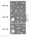 Fig. 16 - IR dyes for fluorescence imaging