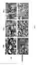 Fig. 02 - Compositions and Imaging Methods Comprising Detectably Labeled Phosphatidylethanolamine-Binding Peptides