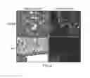Fig. 05 - HER2 polypeptides useful for imaging and monitoring tumors and cancers