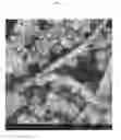 Fig. 03 - Biomimetic collagen-hydroxyapatite composite material