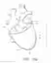 Fig. 13 - Biological Constructs for Treating Damaged Organs and Tissue