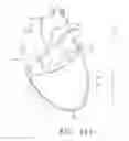 Fig. 13 - Biological Constructs for Treating Damaged Organs and Tissue