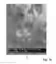 Fig. 12 - PEO coating on Mg screws