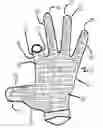 Fig. 01 - Golf gloves