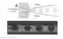 Fig. 01 - Methods for encapsulation of actives within droplets and other compartments