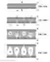 Fig. 08 - Controlled formation of cellular material and apparatus