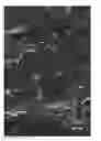 Fig. 01 - Phosphor-containing identification substance and method for producing the same