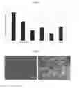 Fig. 03 - Ground expanded graphite agglomerates, methods of making, and applications of the same
