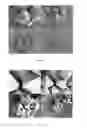 Fig. 08 - Synthesis of DDR framework-type molecular sieves