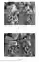 Fig. 09 - Synthesis of DDR framework-type molecular sieves