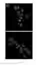 Fig. 03 - 3-aryl propiolonitrile compounds for thiol labeling