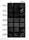 Fig. 24 - Nuclear transport modulators and uses thereof