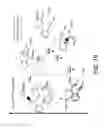 Fig. 10 - Traceless directing groups in radical cascades: from oligoalkynes to fused helicenes without tethered initators