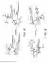 Fig. 13 - Traceless directing groups in radical cascades: from oligoalkynes to fused helicenes without tethered initators