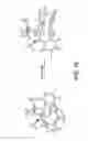 Fig. 14 - Traceless directing groups in radical cascades: from oligoalkynes to fused helicenes without tethered initators