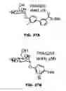 Fig. 53 - Compounds and methods for treating bacterial infections