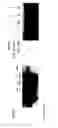 Fig. 14 - CYSTOBACTAMIDES
