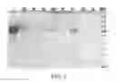 Fig. 06 - Compositions comprising fibrous polypeptides and polysaccharides