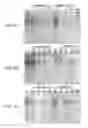 Fig. 07 - Compositions comprising fibrous polypeptides and polysaccharides