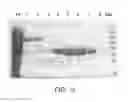 Fig. 12 - Compositions comprising fibrous polypeptides and polysaccharides