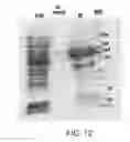 Fig. 13 - Compositions comprising fibrous polypeptides and polysaccharides