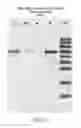 Fig. 14 - Compositions comprising fibrous polypeptides and polysaccharides