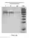 Fig. 15 - Compositions comprising fibrous polypeptides and polysaccharides