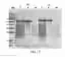 Fig. 18 - Compositions comprising fibrous polypeptides and polysaccharides
