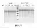 Fig. 19 - Compositions comprising fibrous polypeptides and polysaccharides